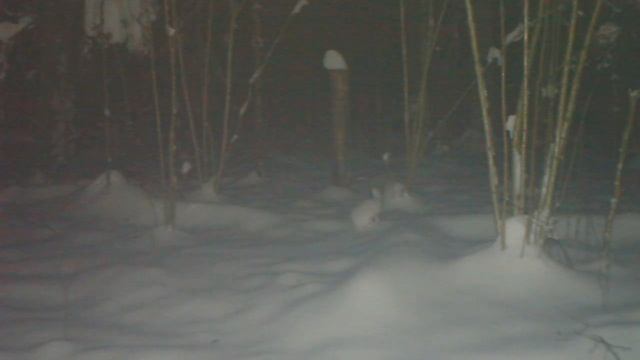 Заяц-беляк в белоснежной зимней шубке у солонца в декабре смотреть онлайн