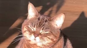 Смешные котики