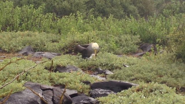 Galapagos Albatros mating, Española island, end of April 2015 смотреть онлайн