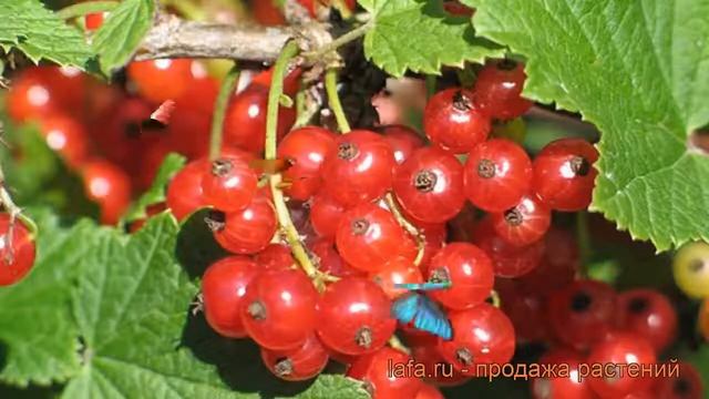 Смородина красная Рачновская (ribes rubrum) ? обзор: как сажать, саженцы смородины Рачновская смотреть онлайн