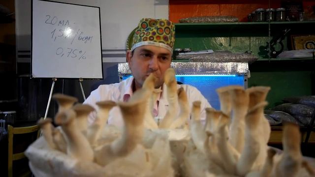 лисички грибы выращиваем дома смотреть онлайн