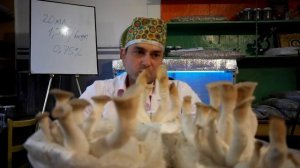 лисички грибы выращиваем дома