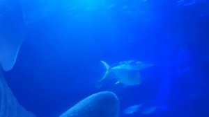 Sea Life. Невероятно МНОГО морских обитателей глубин. Самая богатая экскурсия по подводному царству