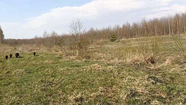 Купили 3 га сельхозки, заросших лесом / Тестирую станок для дойки коз