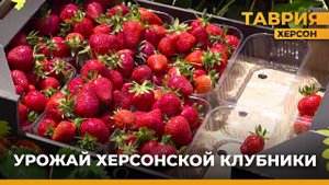 В Херсонской области уже начали готовиться к сбору клубники на следующий год