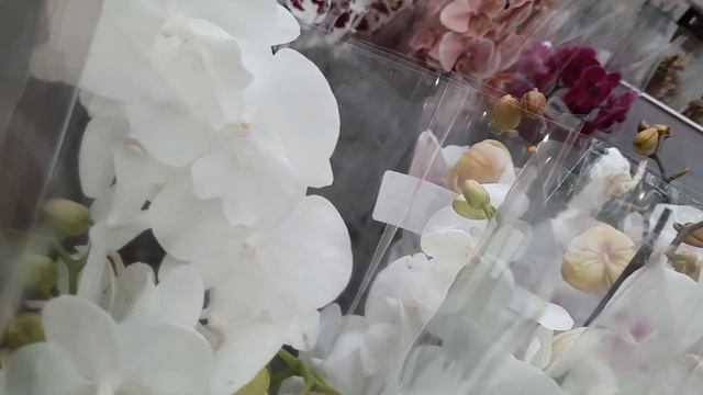 Ш8ИКАРНЫЙ ЗАВОЗ ОРХИДЕЙ В "ПЛАНЕТЕ ЛЕТА"/27.02.23./ смотреть онлайн