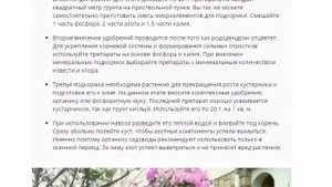 Рододендрон даурский багульник, посадка и уход