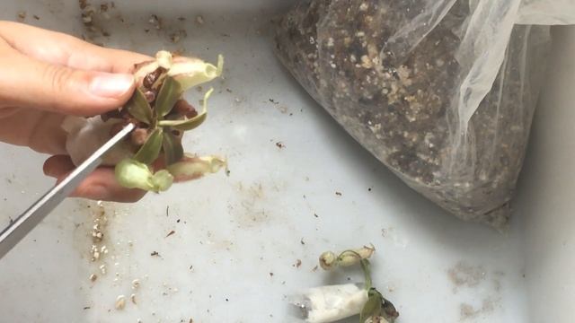 Unboxing Seed Grown Nepenthes rafflesiana Seedlings смотреть онлайн