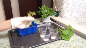 Как размножать бегонию черенками осенью?