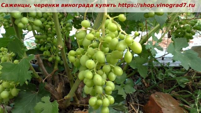 Оплодотворение винограда Зари несветой. Ранний срок созревания, приятный фруктовый вкус. Пузенко