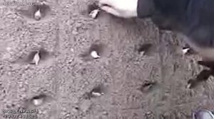 Сажалка для высадки чеснока в пленку