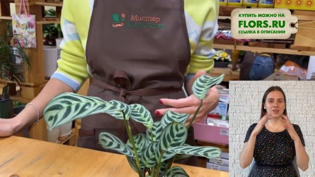 Маранта Амабилис { СУРДОПЕРЕВОД } миниатюрная маранта  | Тенелюбивое растение