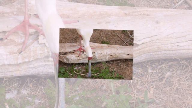 №4196 20 10 2023 Колпица смотреть онлайн