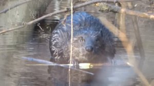 Бобёр в ручье.(плывём по реке)