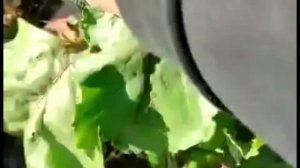 Самая сладкая свекла. Выбираю сорта и гибриды для хранения на зиму