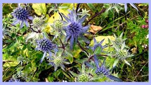 Синеголовник