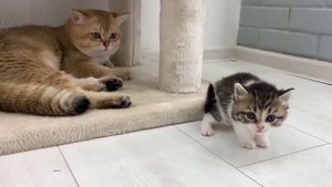Реакция котёнка на папу-кота