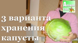3 способа хранения капусты. Какой лучший?