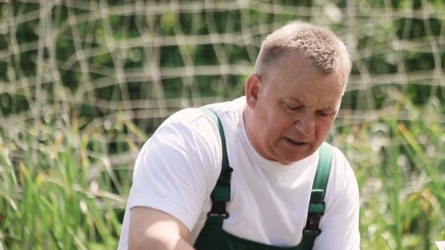 От КОЛОРАДСКОГО ЖУКА просто обработайте этим смотреть онлайн