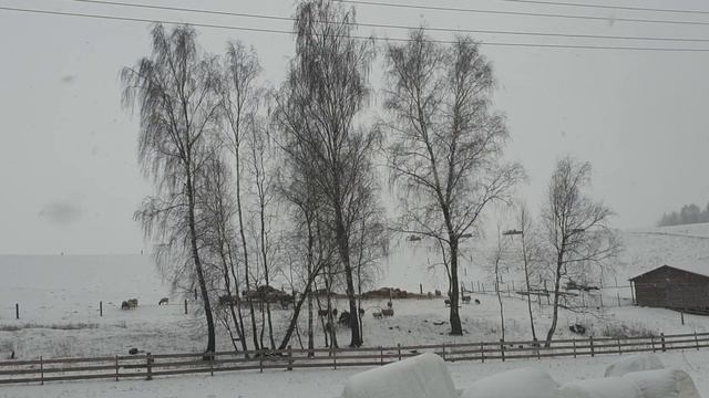 Кормление Дорперов , метёт у нас хорошо, крытые овцы 2 раза в год.... смотреть онлайн