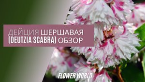 ДЕЙЦИЯ ШЕРШАВАЯ (DEUTZIA SCABRA) ОБЗОР.mp4