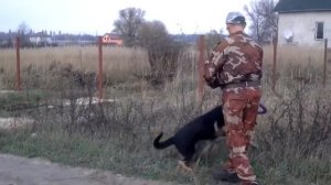 Приучение собаки к выполнению команд с помощью пуллера