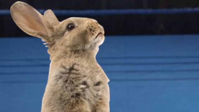 годзилла против зайца смотреть онлайн