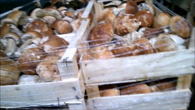 Aleramica Funghi srl - Funghi porcini freschi Boletus edulis 13-08-2015 смотреть онлайн