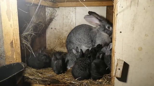 Борьба с крысами. смотреть онлайн