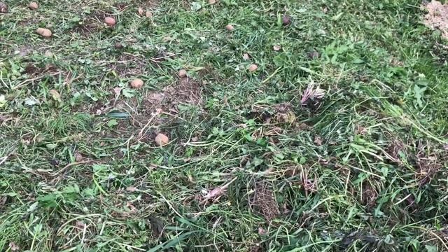 Экспериментальная посадка картофеля 2020 смотреть онлайн