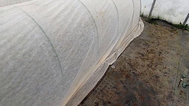 Черенкование голубики