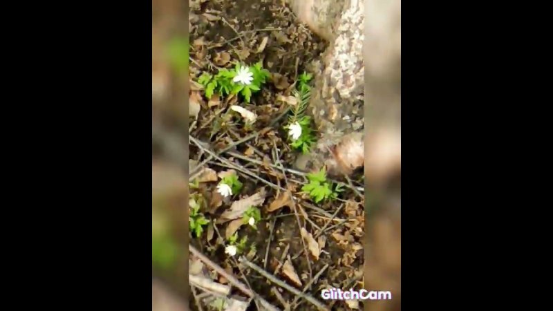 spring awakening of nature Весеннее пробуждение природы