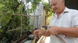 Американская бабочка и борьба с ней