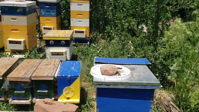 Деление роевой семьи , увеличение пасике 🤔 смотреть онлайн