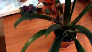 Моя маленькая хитрость:как заставить Guzmania цвести !!! Уход в домашних условиях