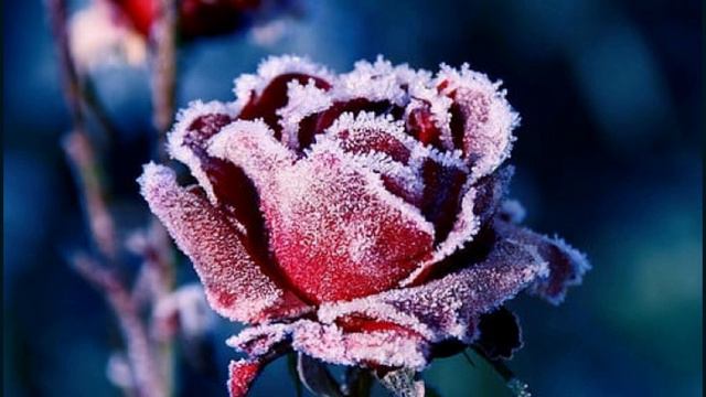 Frozen In Time - Secret Garden смотреть онлайн