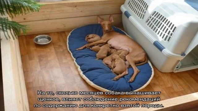 Сколько длится беременность у собак мелких и крупных пород смотреть онлайн