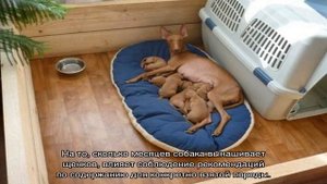 Сколько длится беременность у собак мелких и крупных пород