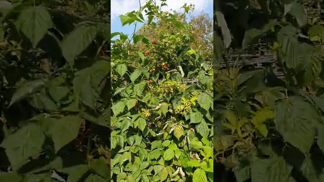 Малина сорт Маравила на 22 августа 2021 года. смотреть онлайн