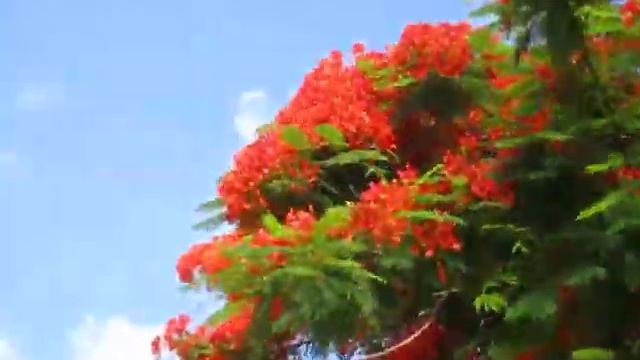 Огненное дерево входит в пятерку КРАСИВЕЙШИХ деревьев планеты! смотреть онлайн