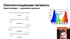 2.52. Почему хлорофилл зеленый, а каротиноиды желтые | Цитология к ЕГЭ | Георгий Мишуровский