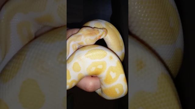 Python regius albinos