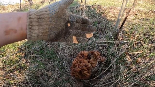 Нашел обломки траков, транспортный рельс и огромный строчок