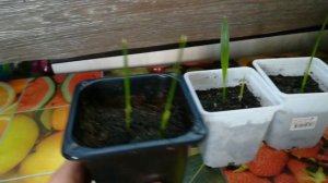 Финиковая пальма из косточки. как вырастить финик из косточки. Всходы.Date palm. часть 2