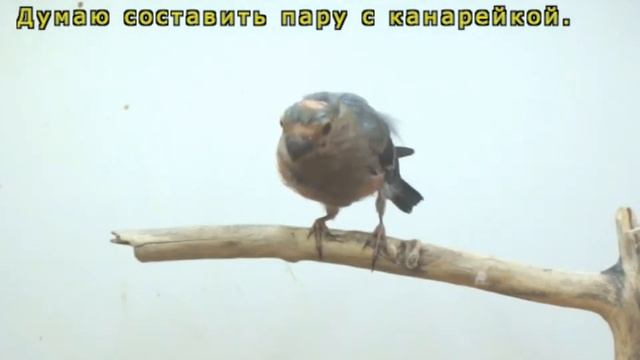 Птенец снегиря. Разведение снегирей. 2017 год.