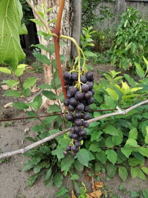 5. Результат опыления и налив ягод винограда на 17 июля 2023 года. Алтайский край.