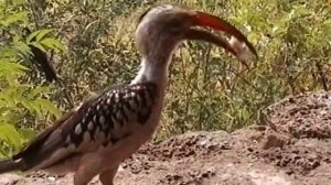 Kenia - Mzima Springs - Kilaguni Lodge - Voi Safari Lodge