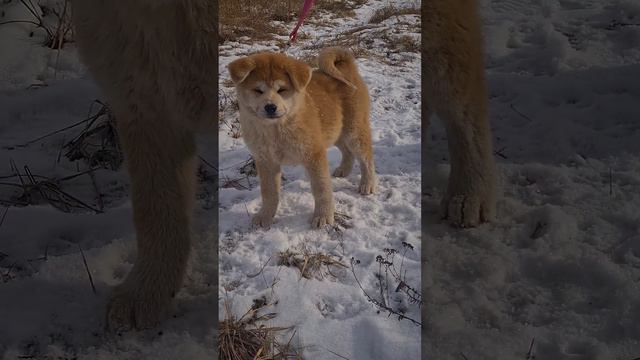 акита ину щенки 3 месяца смотреть онлайн