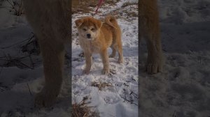 акита ину щенки 3 месяца