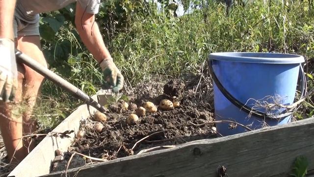 Картофель Банкир круглый и вкусный эстет Хорошее приобретение смотреть онлайн